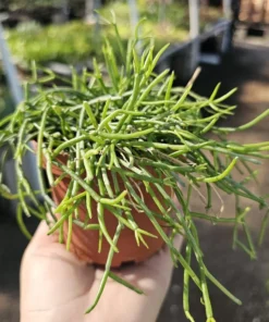 Rhipsalis Baccifera | 2in pot | 4in Pot | Rooted cuttings | Unrooted Cuttings | Rare Tropical Cactus