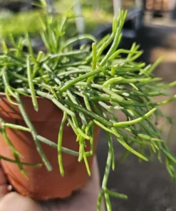 Rhipsalis Baccifera | 2in pot | 4in Pot | Rooted cuttings | Unrooted Cuttings | Rare Tropical Cactus