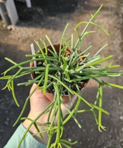 Rhipsalis Floccosa | 2in pot | 4in Pot | Rooted cuttings | Unrooted Cuttings | Rare Tropical Cactus