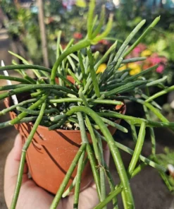 Rhipsalis Floccosa | 2in pot | 4in Pot | Rooted cuttings | Unrooted Cuttings | Rare Tropical Cactus