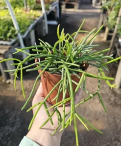 Rhipsalis Floccosa | 2in pot | 4in Pot | Rooted cuttings | Unrooted Cuttings | Rare Tropical Cactus