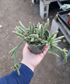Rhipsalis Horrida | Mouse Tail Cactus | 2in pot | 4in Pot | Rooted cuttings | Unrooted Cuttings | Rare Tropical Cactus