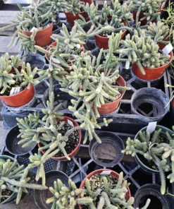 Rhipsalis Horrida | Mouse Tail Cactus | 2in pot | 4in Pot | Rooted cuttings | Unrooted Cuttings | Rare Tropical Cactus