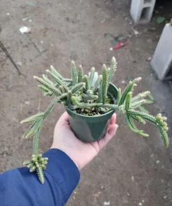 Rhipsalis Horrida | Mouse Tail Cactus | 2in pot | 4in Pot | Rooted cuttings | Unrooted Cuttings | Rare Tropical Cactus