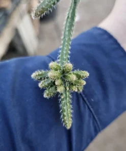 Rhipsalis Horrida | Mouse Tail Cactus | 2in pot | 4in Pot | Rooted cuttings | Unrooted Cuttings | Rare Tropical Cactus