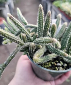 Rhipsalis Horrida | Mouse Tail Cactus | 2in pot | 4in Pot | Rooted cuttings | Unrooted Cuttings | Rare Tropical Cactus