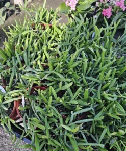 Rhipsalis Paradoxa | Chain Rhipsalis | 2in pot | 4in Pot | Rooted cuttings | Unrooted Cuttings | Rare Tropical Cactus