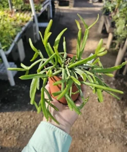 Rhipsalis Paradoxa | Chain Rhipsalis | 2in pot | 4in Pot | Rooted cuttings | Unrooted Cuttings | Rare Tropical Cactus