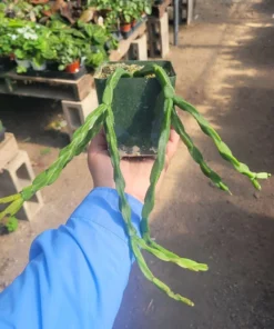 Rhipsalis Paradoxa | Chain Rhipsalis | 2in pot | 4in Pot | Rooted cuttings | Unrooted Cuttings | Rare Tropical Cactus