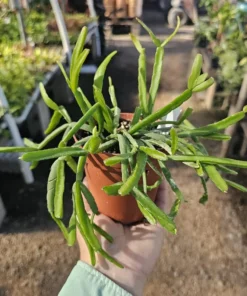 Rhipsalis Paradoxa | Chain Rhipsalis | 2in pot | 4in Pot | Rooted cuttings | Unrooted Cuttings | Rare Tropical Cactus