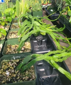 Rhipsalis Paradoxa | Chain Rhipsalis | 2in pot | 4in Pot | Rooted cuttings | Unrooted Cuttings | Rare Tropical Cactus