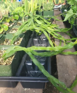 Rhipsalis Paradoxa | Chain Rhipsalis | 2in pot | 4in Pot | Rooted cuttings | Unrooted Cuttings | Rare Tropical Cactus