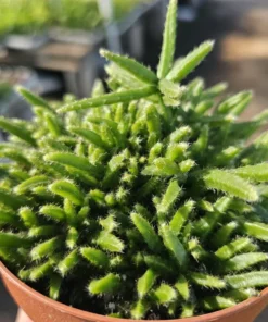 Rhipsalis Prismatica | Rhipsalis teres f. Prismatica | 2in pot | 4in Pot | Rooted cuttings | Unrooted Cuttings | Rare Tropical Cactus