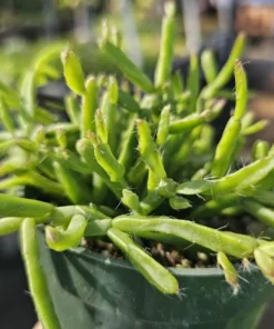 Rhipsalis Trigona | 2in pot | 4in Pot | Rooted cuttings | Unrooted Cuttings | Rare Tropical Cactus