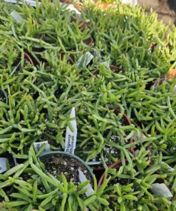 Rhipsalis Trigona | 2in pot | 4in Pot | Rooted cuttings | Unrooted Cuttings | Rare Tropical Cactus