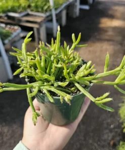 Rhipsalis Trigona | 2in pot | 4in Pot | Rooted cuttings | Unrooted Cuttings | Rare Tropical Cactus