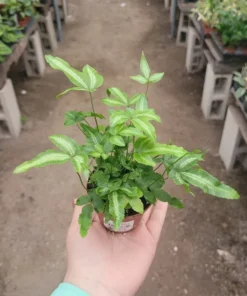 Ribbon Fern | Pteris cretica albolineata | 2in pot