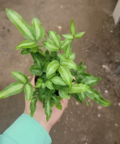 Ribbon Fern | Pteris cretica albolineata | 2in pot
