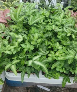 Ribbon Fern | Pteris cretica albolineata | 2in pot