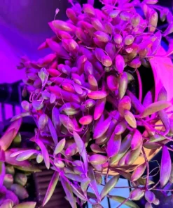 Ruby Necklace Succulent Plant 4in Pot – Vibrant Trailing Indoor Houseplant