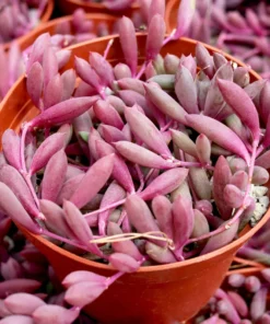 Ruby Necklace Succulent Plant 4in Pot – Vibrant Trailing Indoor Houseplant