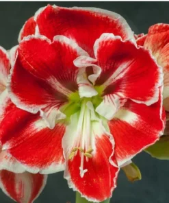 Samba Amaryllis Set of 2 Red and White Large Flowering Bulbs for Garden or Indoor Use