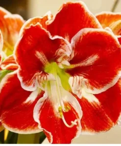 Samba Amaryllis Set of 2 Red and White Large Flowering Bulbs for Garden or Indoor Use