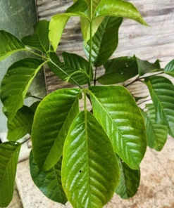 Santol Tree Live 1-2 Ft Tall - Cotton Fruit Tree - Sandoricum Koetjape – Exotic Tropical Fruit Tree for Gardens