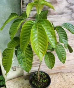 Santol Tree Live 1-2 Ft Tall - Cotton Fruit Tree - Sandoricum Koetjape – Exotic Tropical Fruit Tree for Gardens