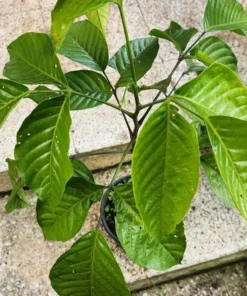 Santol Tree Live 1-2 Ft Tall - Cotton Fruit Tree - Sandoricum Koetjape – Exotic Tropical Fruit Tree for Gardens
