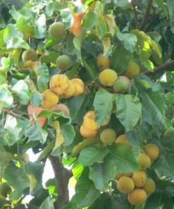 Santol Tree Live 1-2 Ft Tall - Cotton Fruit Tree - Sandoricum Koetjape – Exotic Tropical Fruit Tree for Gardens