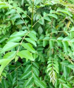 Curry Leaf Tree – Live Plant 5-9 Inch Tall – 4-Inch Pot – Edible Herb
