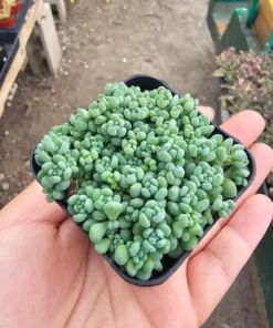 Sedum dasyphyllum | 2in pot
