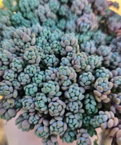 Sedum dasyphyllum | 2in pot