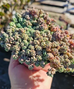 Sedum dasyphyllum | 2in pot