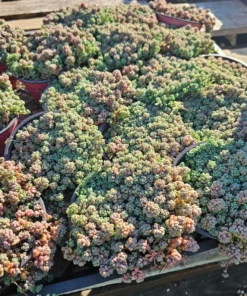 Sedum dasyphyllum | 2in pot