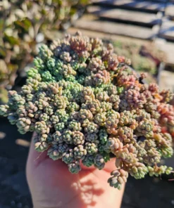 Sedum dasyphyllum | 2in pot
