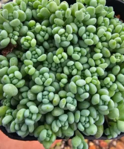 Sedum dasyphyllum | 2in pot