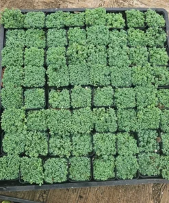 Sedum dasyphyllum | 2in pot