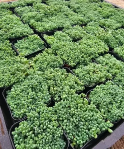 Sedum dasyphyllum | 2in pot