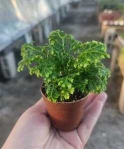Selaginella | Frosty Fern | 2in pot