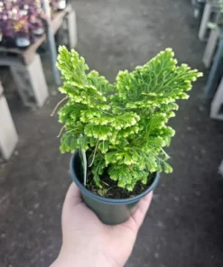 Selaginella | Frosty Fern | 2in pot