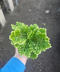Selaginella | Frosty Fern | 2in pot
