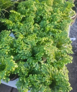 Selaginella | Frosty Fern | 2in pot