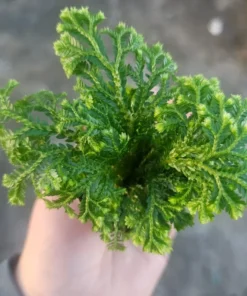 Selaginella | Frosty Fern | 2in pot