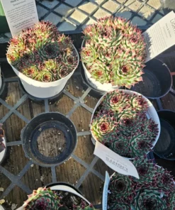 Sempervivum Wildnerness Glow | Hens and Chicks | Houseleeks | Colorful Sempervivum | 4in pot | cuttings