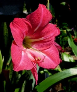 Set of 2 Pink Amaryllis Bulbs – Winter Blooming Flowers for Indoor and Outdoor Décor