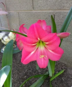 Set of 2 Pink Amaryllis Bulbs – Winter Blooming Flowers for Indoor and Outdoor Décor