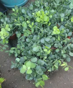 Silver Dollar Plant | Xerosicyos Danguyi | 4in pot | Cuttings | String of Coins | Silver Dollar Succulent