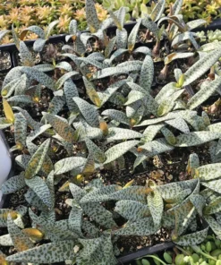 Silver Squill | Ledebouria Socialis | Leopard Lily | 2in pot